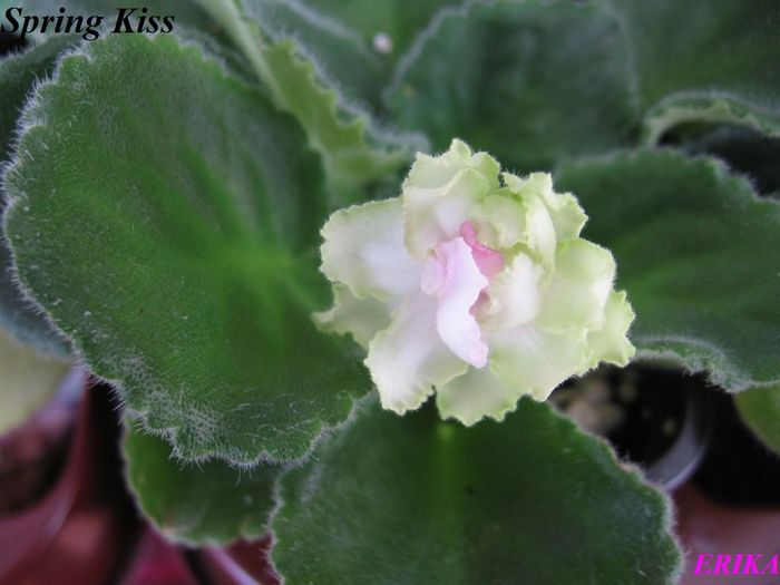 Spring Kiss 2009 jul 28