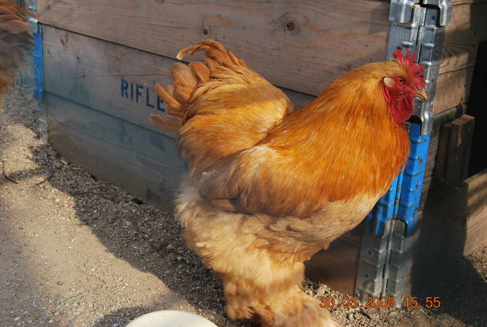 DSC_0014 - cochinchina galben