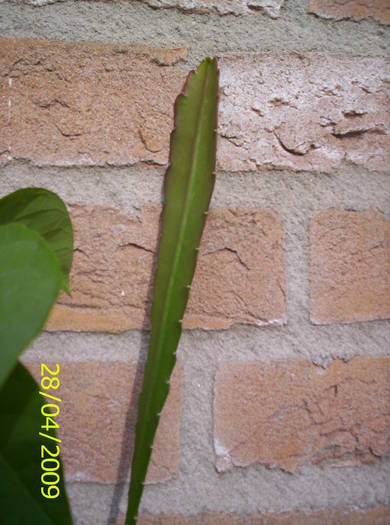 Cactus Epiphyllum 28 apr 2009 (2) - diverse plante