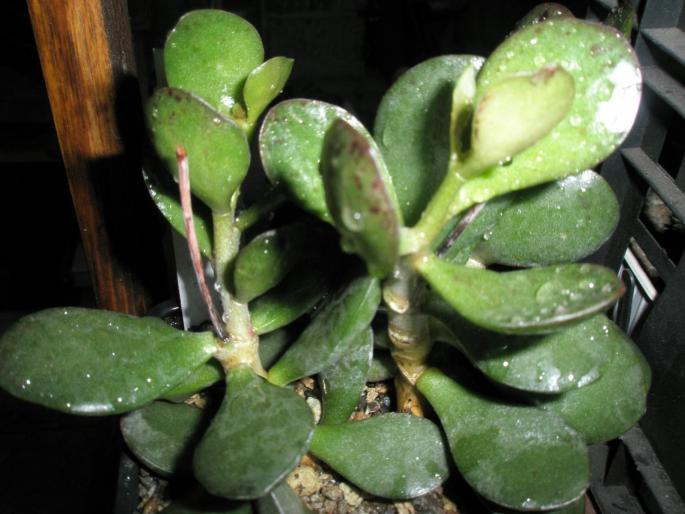 A maculatus - prim plan - Suculente 2008