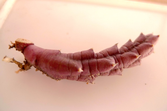 Butas Stapelia variegata - decembrie 2009