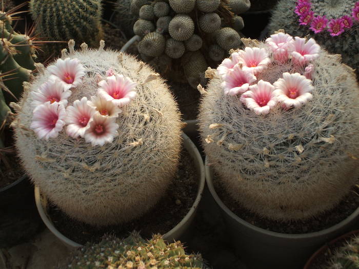 Mammilaria candida - colectia mea de cactusi