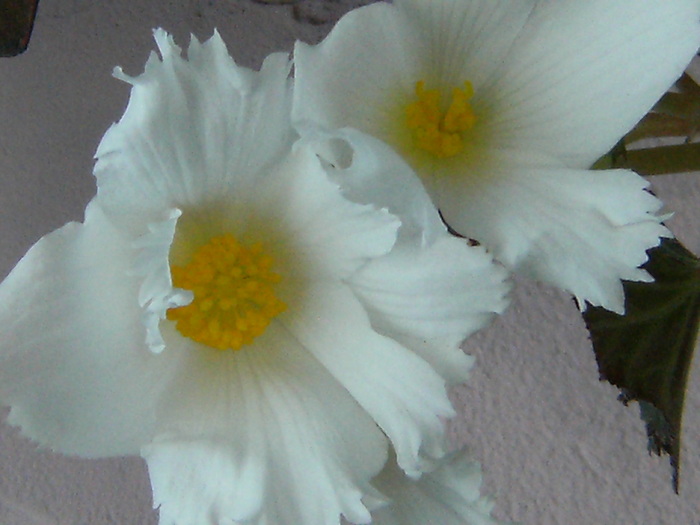 pozemario 074; begonia alba de bulb
