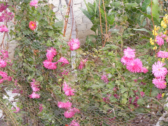 GRADINA TOAMNA