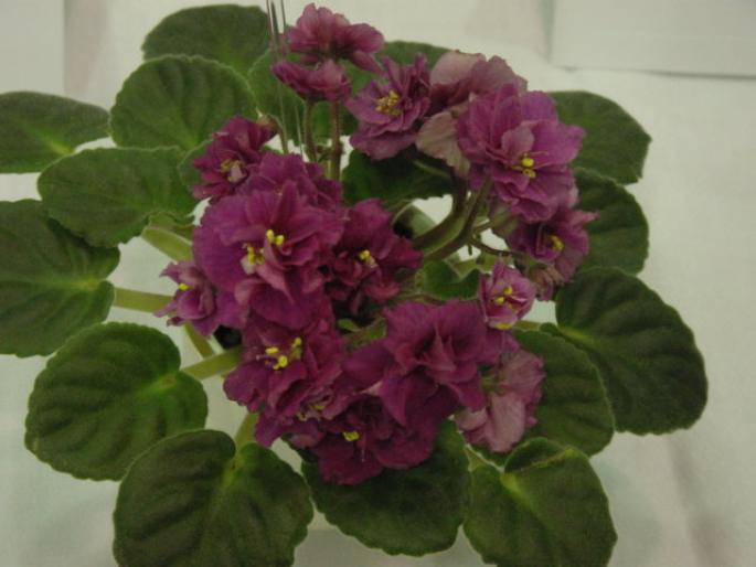 Optimara_Wichita_2005avsa - violete de pe net 1