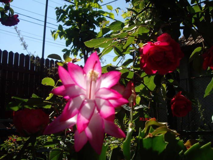 Schlumbergera reinflorita in mai - Florile mele - 2