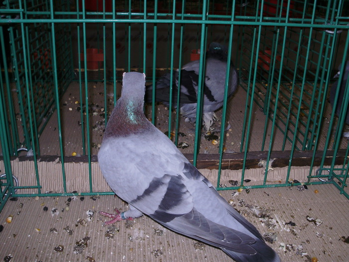 6532a carunculat polonez 1 - 1507 partea 1b