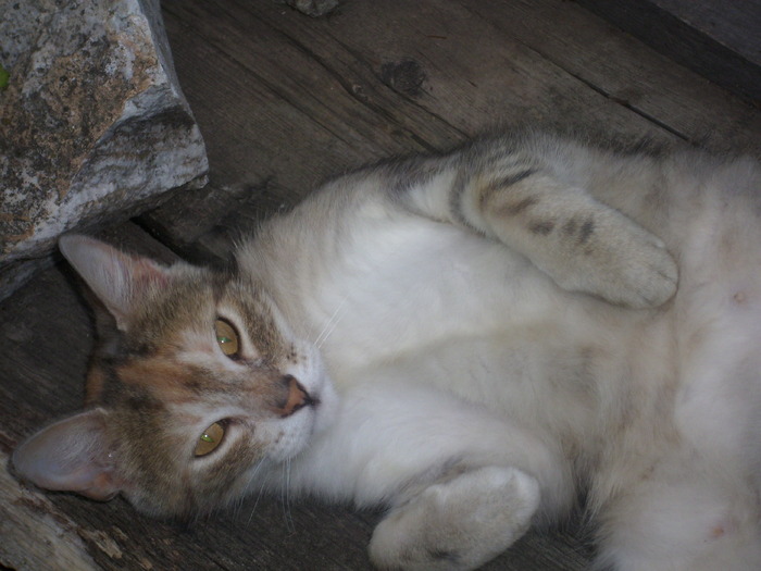 DSCI0766 - pisici si catelusa Boggy