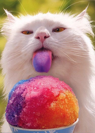 slurpee-tongue-cat - pisici