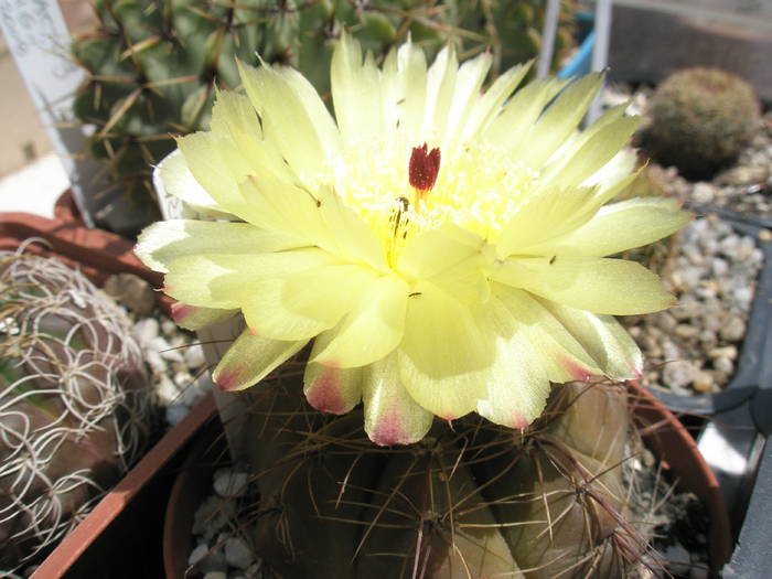 Notocactus ottonis - 18.06 - Notocactus