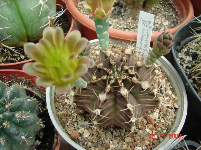 DSC06235 - 2009 Iunie