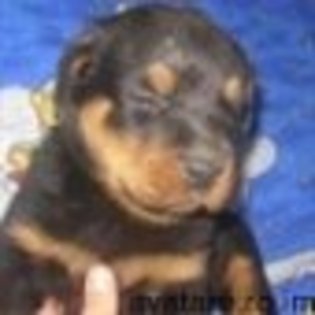 animale__avatare-cu-catei-04_jpg_85_cw85_ch85 - CATELUSI