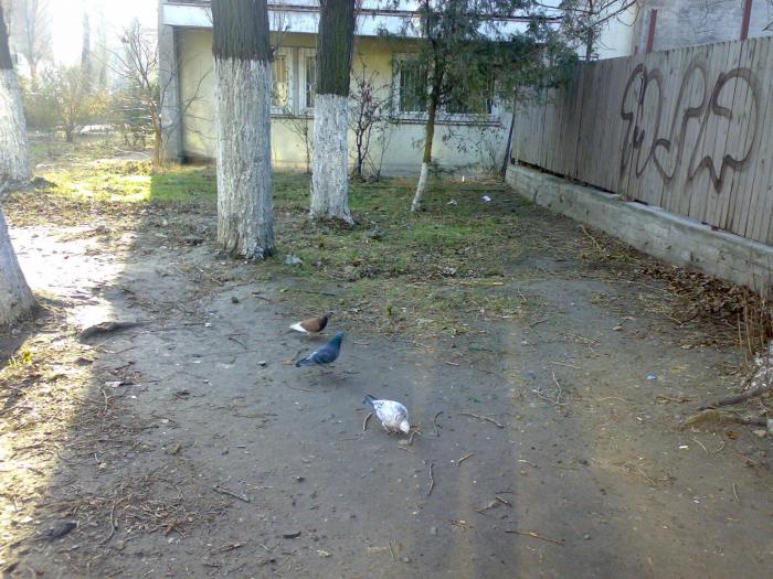 210120091721 - 18a Constanta 1