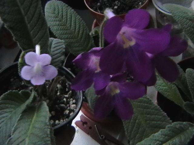 19.02 - streptocarpus 2009