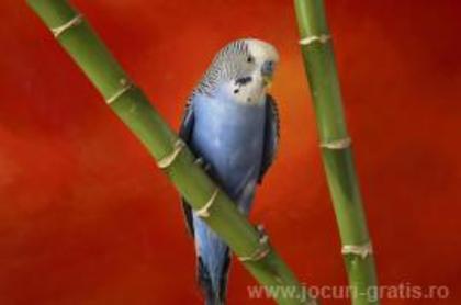 Papagal (1) - Club Animale