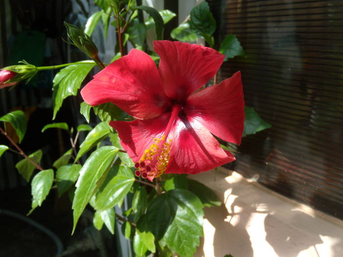 DSCN1047 - hibiscus