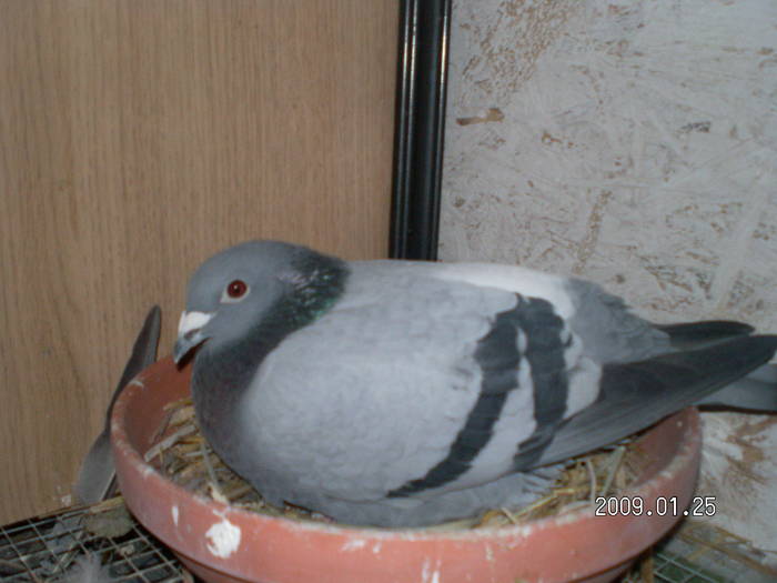 23 - porumbei Mihai si Gigi