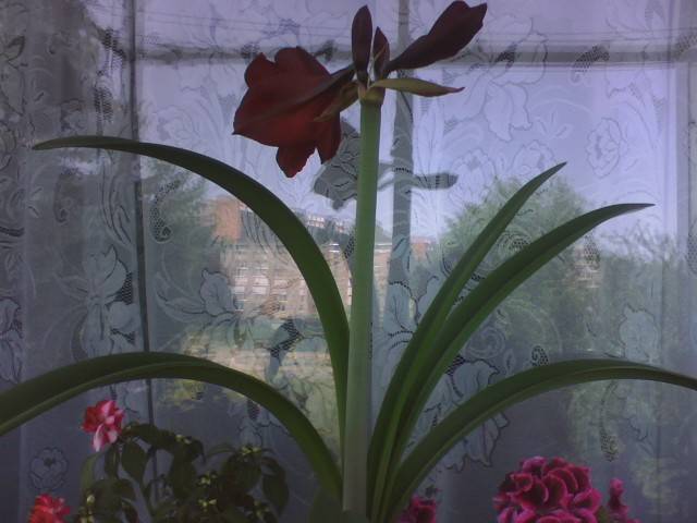 IMG_0567; Hipeastrum Benfica (la a treia tija)
