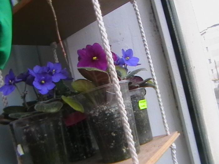 8.12 - violete 2009