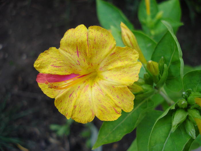 Mirabilis jalapa (2009, August 09) - 08 Garden in August