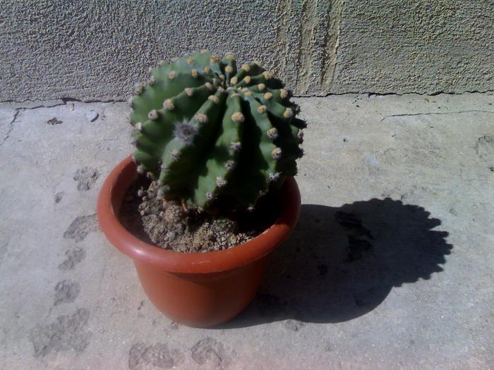 21-09-09_1422 - cactusii mei