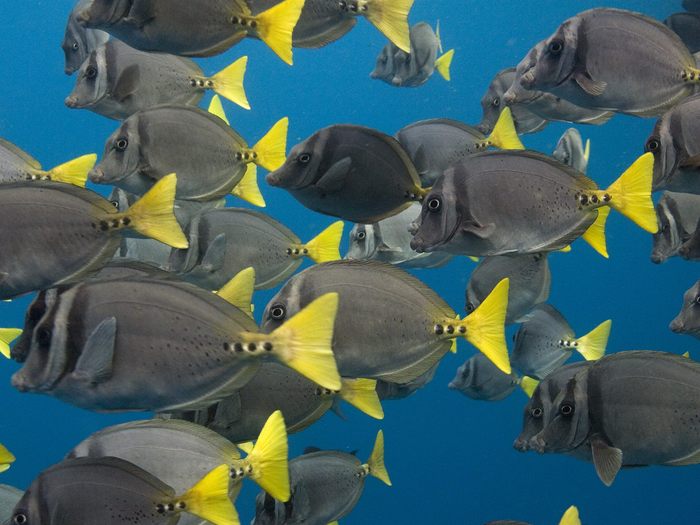 School of Yellow-Tailed Surgeonfish, Galapagos Islands, Ecuador