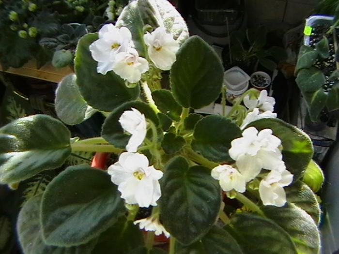 IMGA0570 - violete 2009