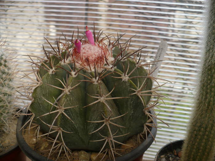 fructe melocactus peruvianus - Cactusi 2009