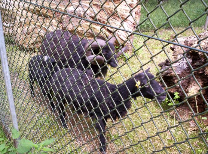 centrul papagali (105)