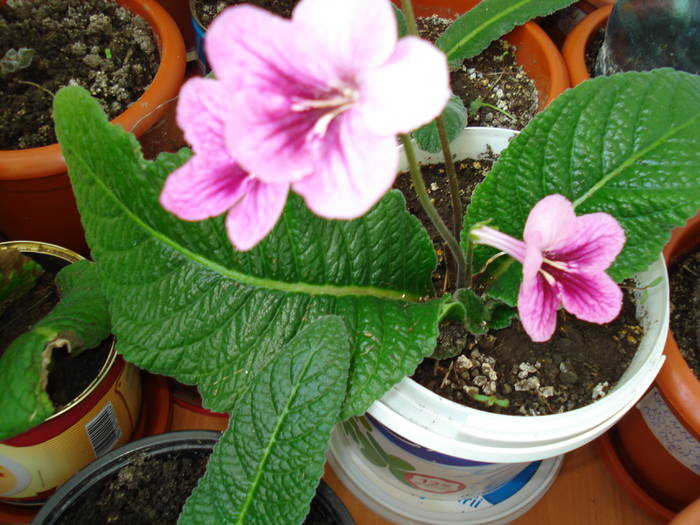 DSC03786 - STREPTOCARPUS 2009-2010