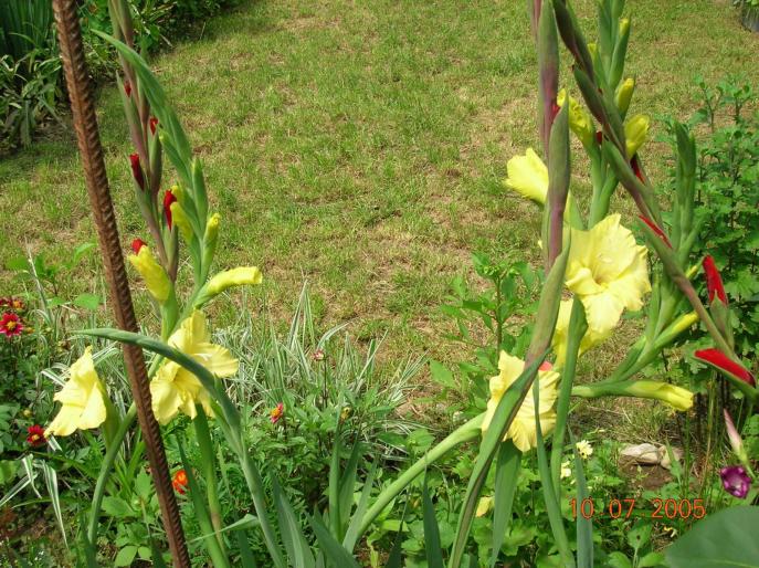 gladiole 1