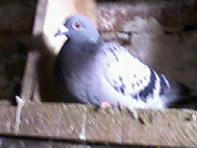 austriaca-2008; pripasita la mn pe timp de toamna-iarna
