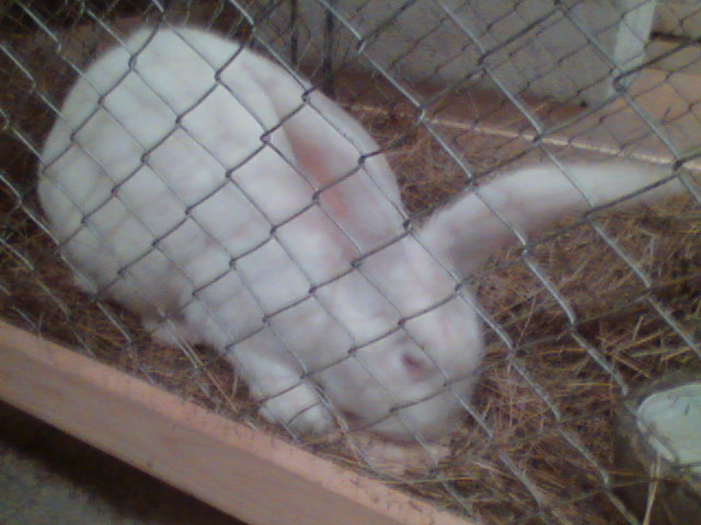 Imag047 - EXPO SATU MARE 2009