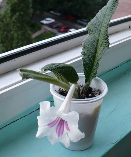 Pocahontas - STREPTOCARPUSI