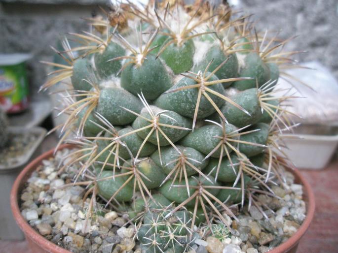 Coryphantha bumamma - CACTUSI - ANUL 2008