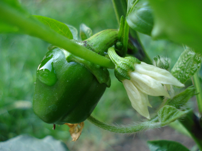 Bell Pepper Purple Flame (2009, Sep.25)