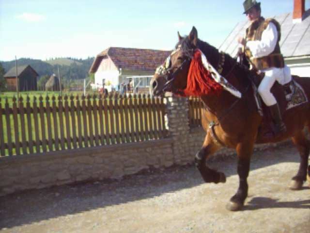 Picture 230 - nunta cu cai in Bucovina 2009 in Campulung moldovensc Suceava