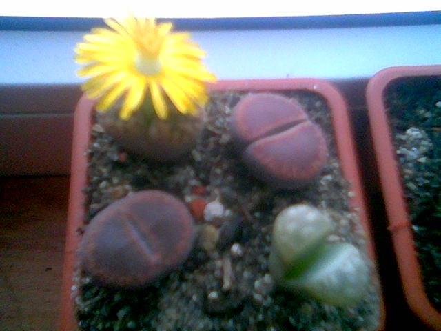 Lithopsi 28.Sep.2009 - Lithops 2009