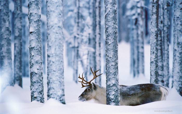 CERB  WINTER FOREST  1 - CERB winter