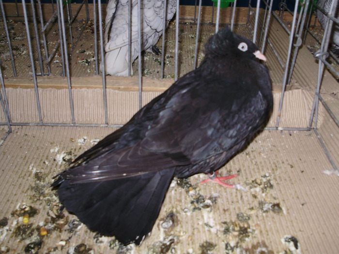 10437 danzig hfl 1 - 1507 partea 6a