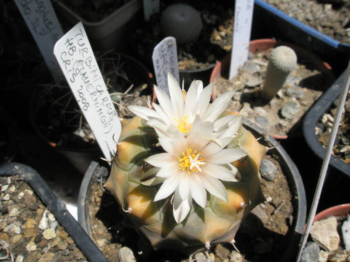 Turbinicarpus hb ( jauerningii ) - 09.06 - Turbinicarpus