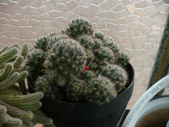 Mamillaria mamei