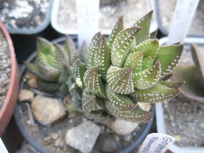 Haworthia reinwaldtii - Haworthia 2009