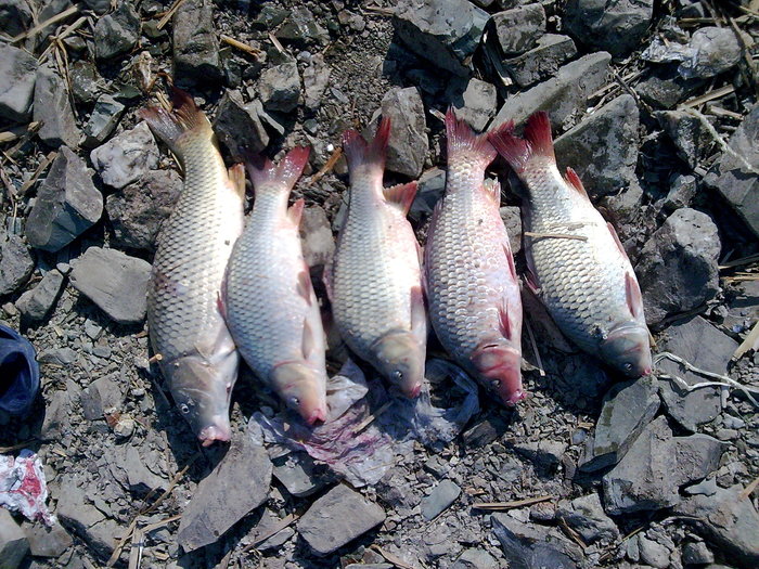 AUGUST 2009 - Capturi la pescuit