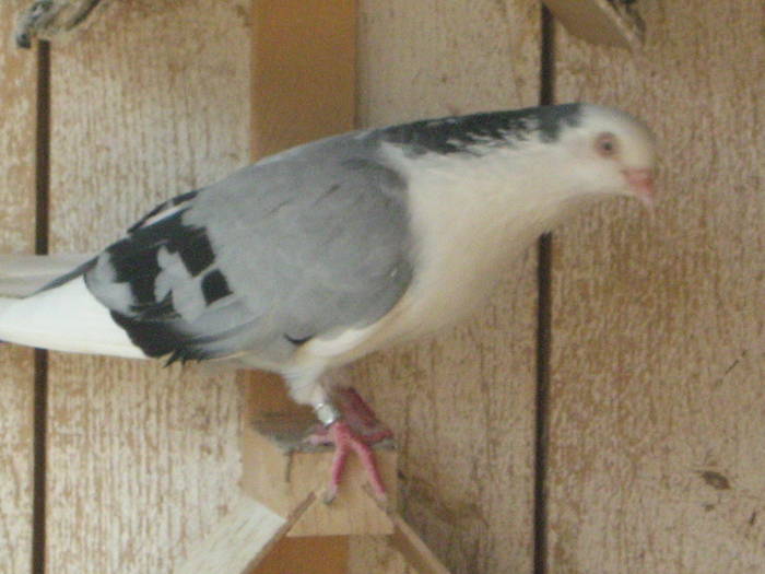 Femela - E- Poze vara 2009