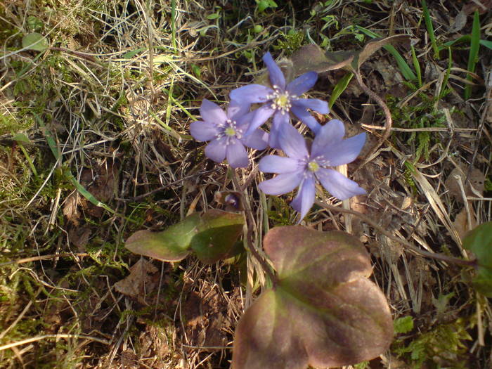 DSC00740 - Flori de camp