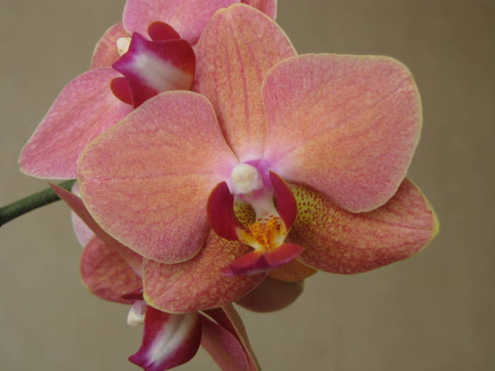 Orhidee Phalaenopsis 17 iul 2009 (4)