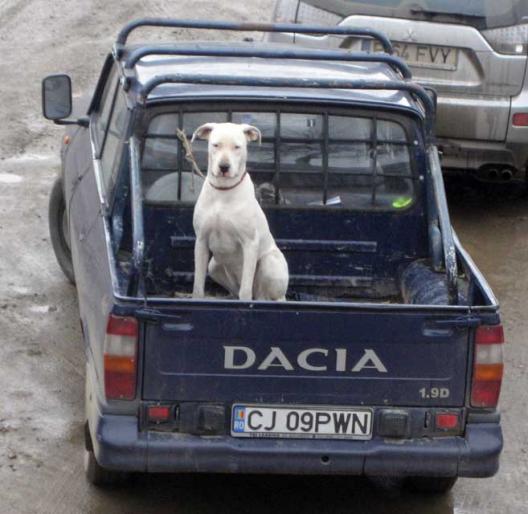 tara spre vanatoare - Parintii puilor de dog argentinian