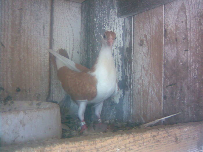 Galben - E- PUI 2009