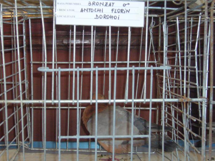 Picture 117 - Expozitia Columbofilia Traditie Si Pasiune din DOROHOI tinuta in perioada 15-20 februarie 2009